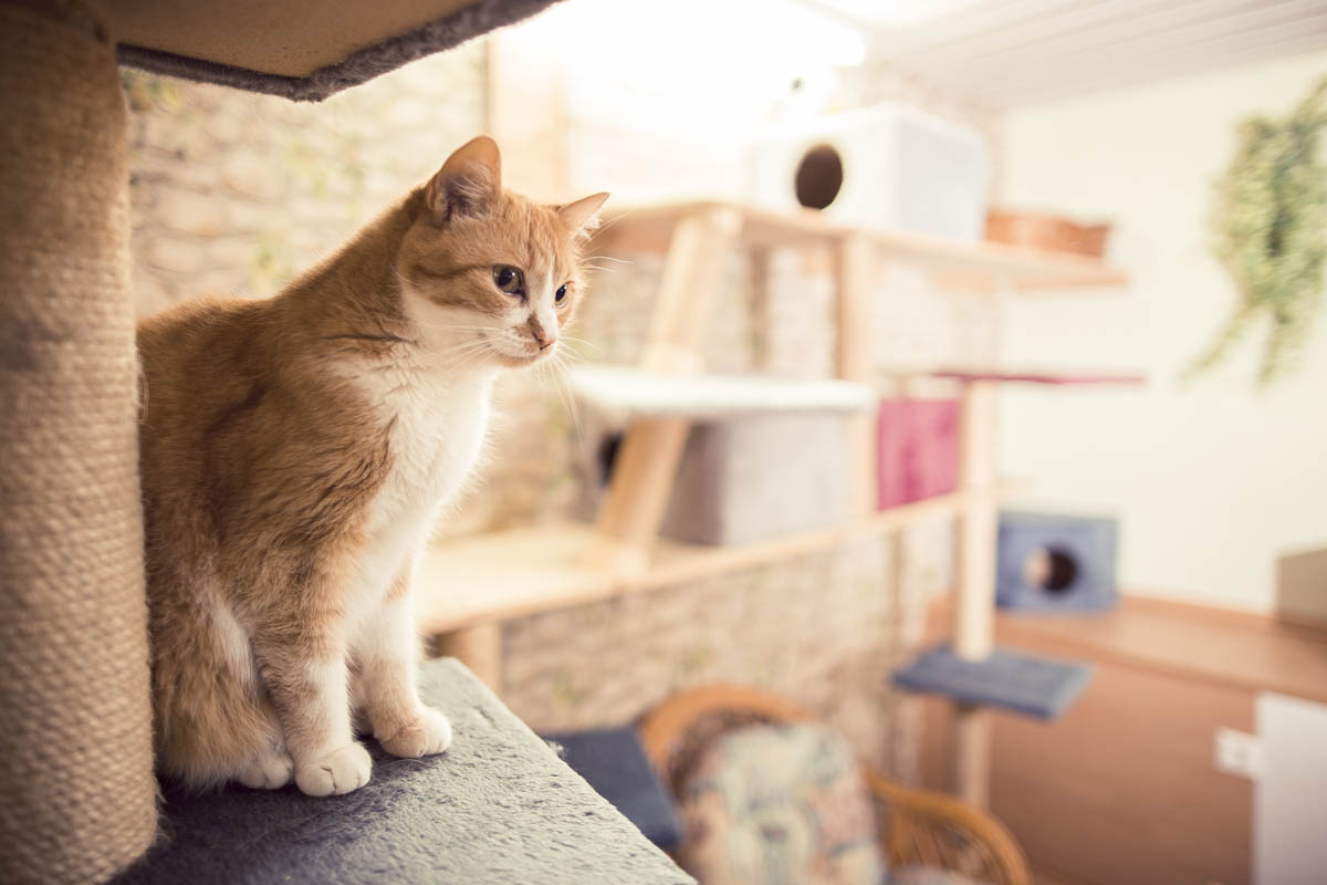 Kletter- und Spielmöglichkeiten für die Katzen