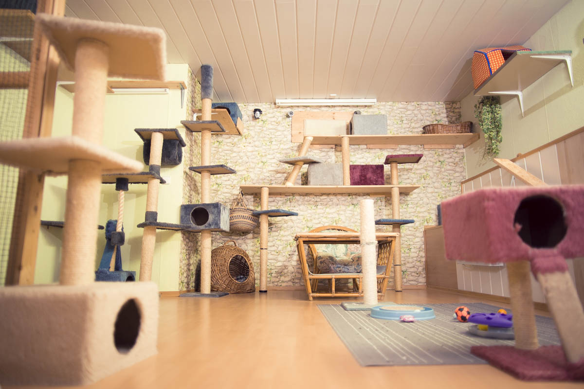 Katzenzimmer mit Fensterplatz in der Katzenpension Mia Maunz